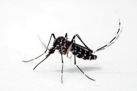 Die Tigermücke und die Gelbfiebermücke: Invasive Mückenarten, die gefährliche Krankheiten wie Malaria oder Dengue-Fieber übertragen können. - VapoWesp