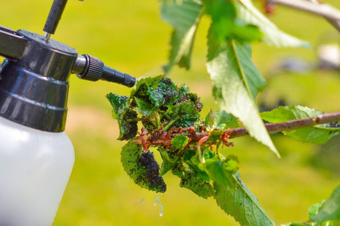 🐝 Erkenntnisse der Universität Hohenheim: Insektizide bedrohen die Biodiversität 🌍 - VapoWesp