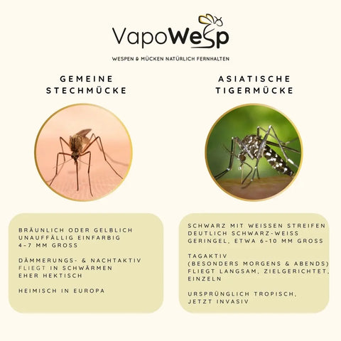 Vergleich Gemeine Stechmücke / asiatische Tigermücke