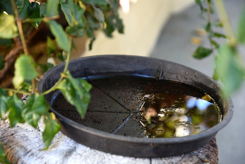 🦟🌿 Mückenfrei im Garten: Brutstellen vermeiden & Mückenstiche verhinder